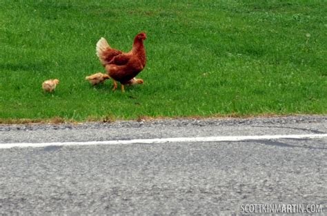 Introduction to chicken road casino portugal